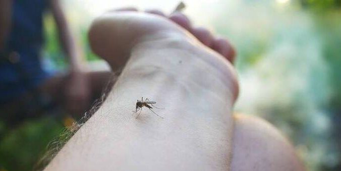 A visual of mosquito bites hand