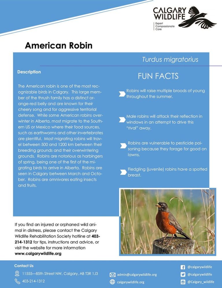 global-wildrobin